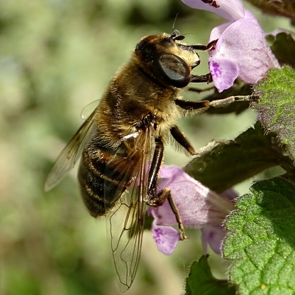 Femmina di Eristalis tenax (Syrphidae)